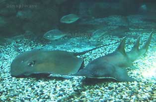 At Shark Mystique