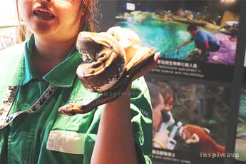 Introduction to Reptiles