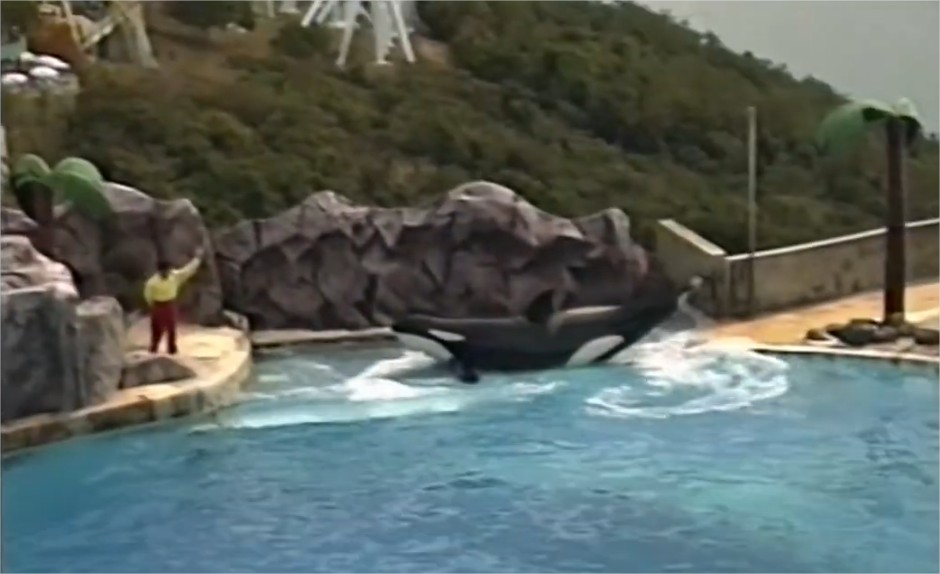KILLER WHALE Ms Hoi Wai performed in 1993 from YouTube