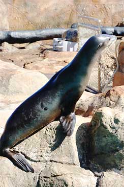 Sea Lions at the Pacific Pier